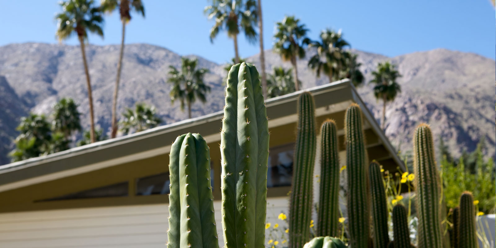Coachella Valley with Cactus
